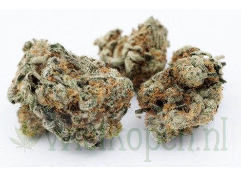 Blue Cookies Blue Cookies