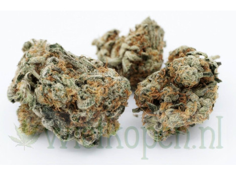 Blue Cookies Blue Cookies