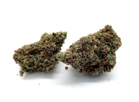 Chocolope Chocolope