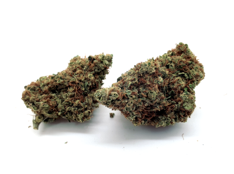 Chocolope Chocolope